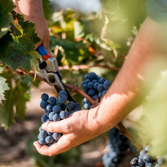 Mano che raccoglie uva nera durante la vendemmia