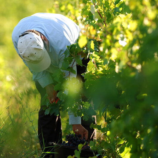 Vendemmia